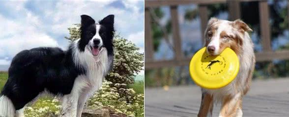 边境牧羊犬和澳洲牧羊犬，你更喜欢谁？