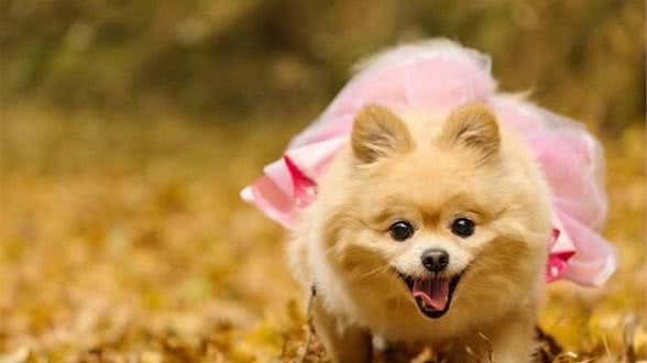 俊介犬多少钱一只和博美有什么区别