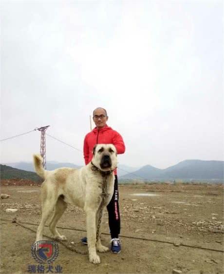 名流专属神犬,世界第一巨型犬坎高落户我国