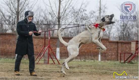 名流专属神犬,世界第一巨型犬坎高落户我国