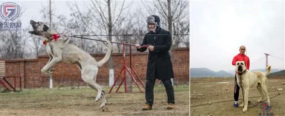 名流专属神犬，世界第一巨型犬坎高落户我国