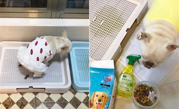狗子入厕指南，再也不必担忧随便大小便啦！