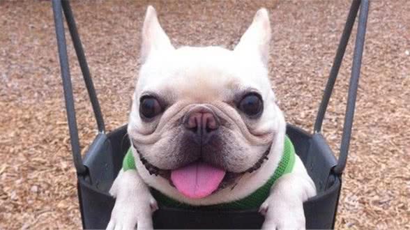 狗狗除了犬粮还能够吃什么？狗罐头真的好吗？
