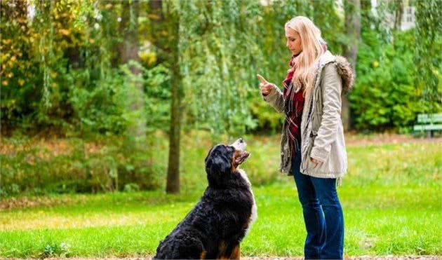 养狗的人真的懂得什么是训犬吗？看完以下几点，秒变专业人士