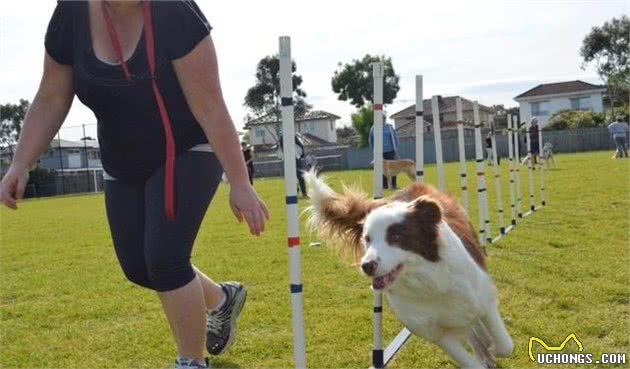 养狗的人真的懂得什么是训犬吗？看完以下几点，秒变专业人士