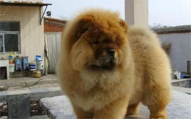 忠诚护主的5种狗,主人在它们眼里是最重要的,你喜欢它们吗?