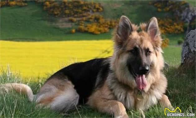 忠诚护主的5种狗,主人在它们眼里是最重要的,你喜欢它们吗?