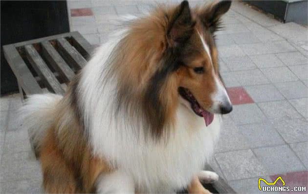 忠诚护主的5种狗,主人在它们眼里是最重要的,你喜欢它们吗?