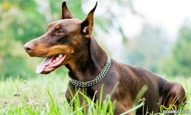 忠诚护主的5种狗,主人在它们眼里是最重要的,你喜欢它们吗?