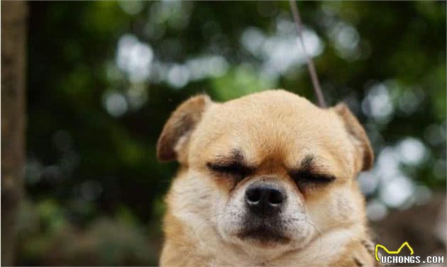 忠诚护主的5种狗,主人在它们眼里是最重要的,你喜欢它们吗?