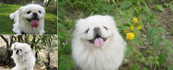原来北京犬这么“不大对头”，怪不得养的人越来越少
