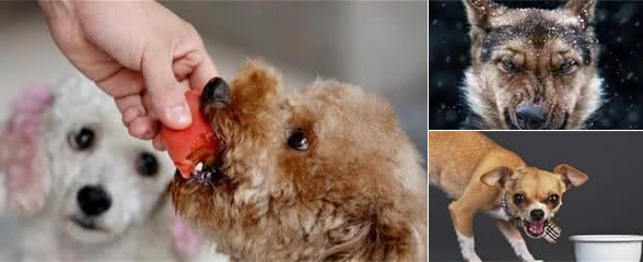 犬护食不可怕，可怕的是你不会教，简单4步纠正护食坏毛病