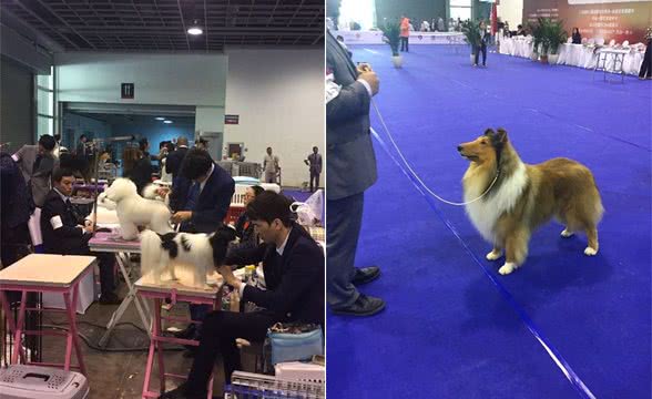 专业赛级犬给我们日常养犬的启示