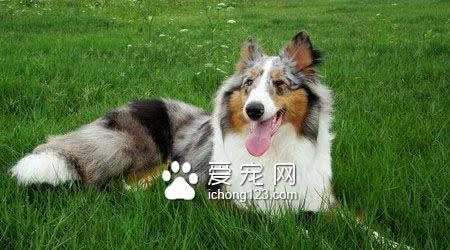 苏牧吃什么犬粮好苏牧幼犬不要喂牛奶