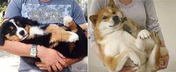 抱狗也有大讲究，这几种错误的抱狗方式，你中了几个？