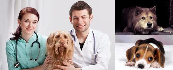 快进来，教你正确认识犬传染性肝炎！