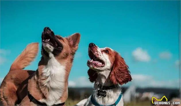 爱?训犬|什么样的狗更适合你？