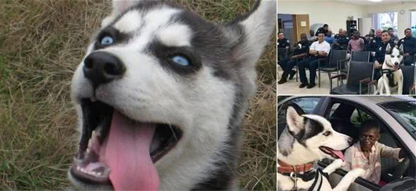 人送绰号“撒手没”，5天内将“二哈”训成警犬？民警尴尬地笑了