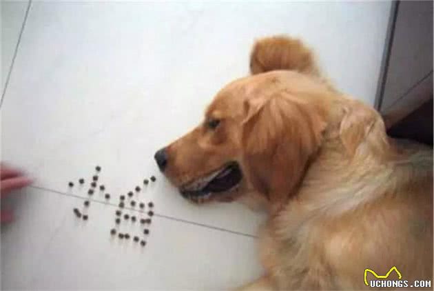 铲屎官总把狗狗关家里，可社会化训练不可少，三大好处需了解！