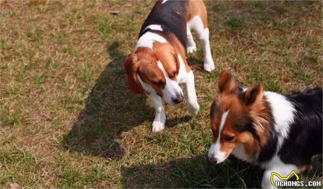 铲屎官总把狗狗关家里，可社会化训练不可少，三大好处需了解！