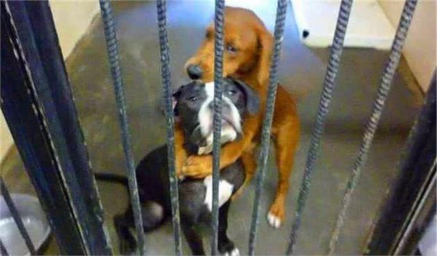 铲屎官总把狗狗关家里，可社会化训练不可少，三大好处需了解！