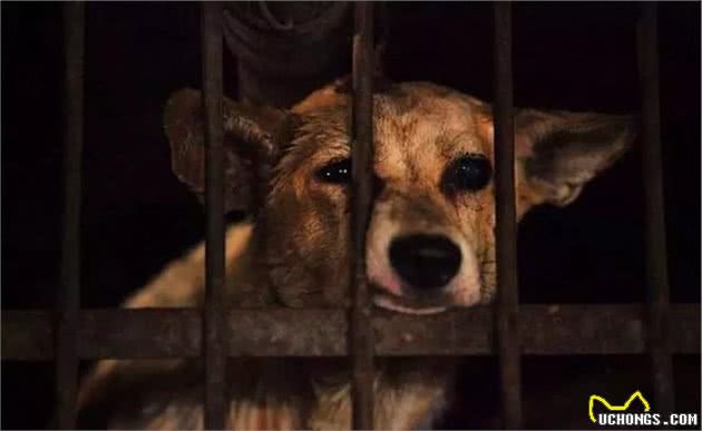 铲屎官总把狗狗关家里，可社会化训练不可少，三大好处需了解！