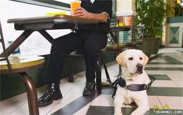 铲屎官总把狗狗关家里，可社会化训练不可少，三大好处需了解！