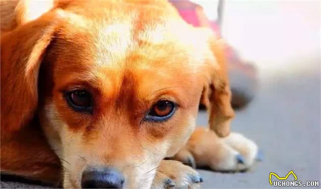 铲屎官总把狗狗关家里，可社会化训练不可少，三大好处需了解！