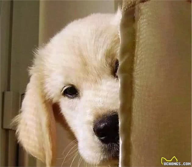 铲屎官总把狗狗关家里，可社会化训练不可少，三大好处需了解！