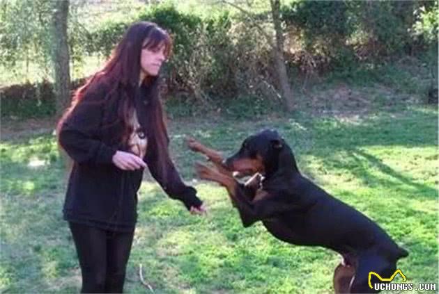 铲屎官总把狗狗关家里，可社会化训练不可少，三大好处需了解！