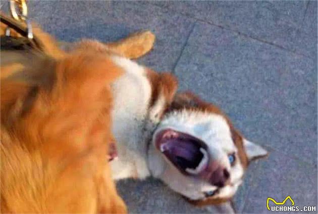 铲屎官总把狗狗关家里，可社会化训练不可少，三大好处需了解！