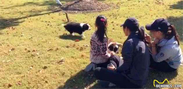 铲屎官总把狗狗关家里，可社会化训练不可少，三大好处需了解！