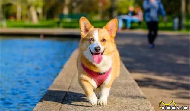 铲屎官总把狗狗关家里，可社会化训练不可少，三大好处需了解！