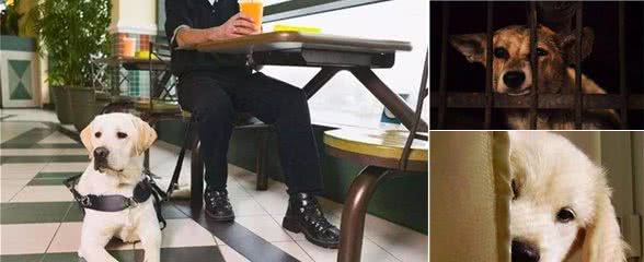 铲屎官总把狗狗关家里，可社会化训练不可少，三大好处需了解！