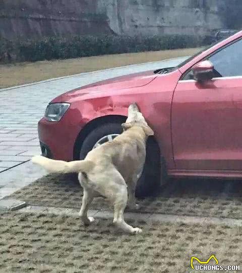 阿斯顿马丁遭狗啃咬,车主肉疼:这是失望的味道