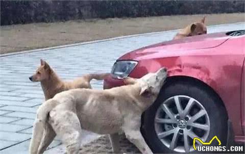 阿斯顿马丁遭狗啃咬,车主肉疼:这是失望的味道