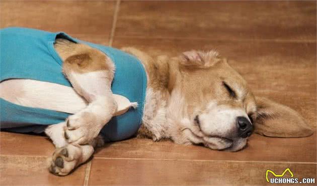 狗狗做完手术，主人不敢给吃肉类的发物，伤口没愈合还营养不良