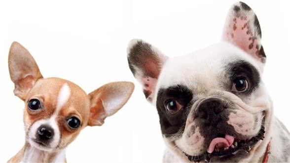 宠物犬，为什么要训练