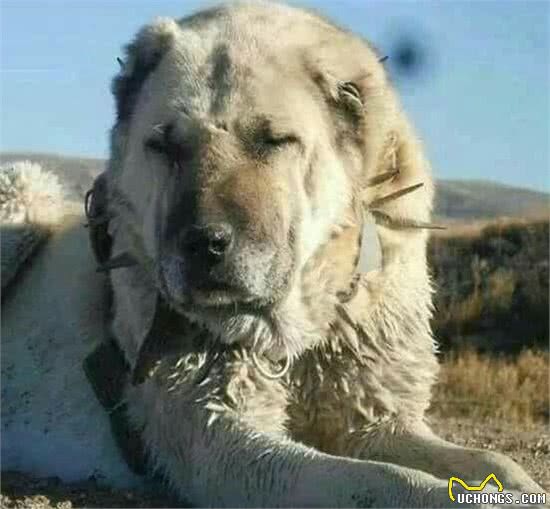 史上最为古老的4大獒犬，比狼还大，比兽还凶，藏獒不在其中