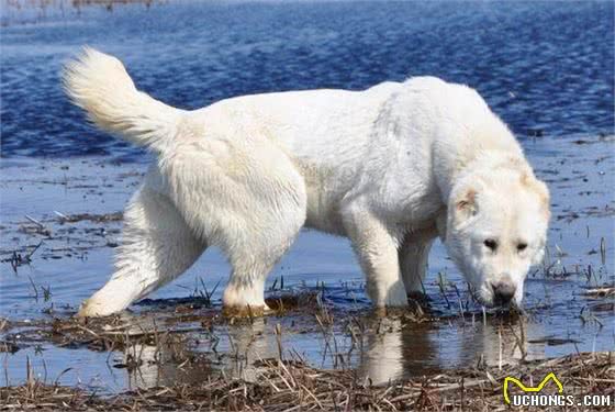 史上最为古老的4大獒犬，比狼还大，比兽还凶，藏獒不在其中