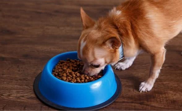 科创质量：挑选犬粮关键是这6点！
