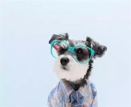 宠知识|想知道你家狗狗有多聪明吗?来做个测试吧!