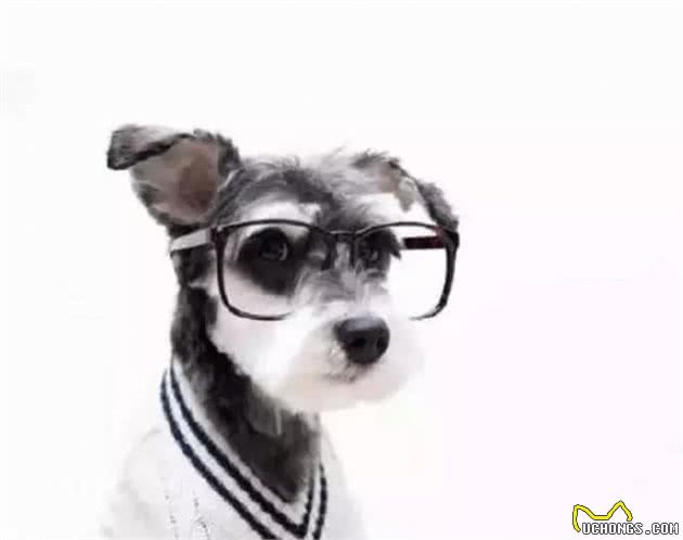 宠知识|想知道你家狗狗有多聪明吗?来做个测试吧!