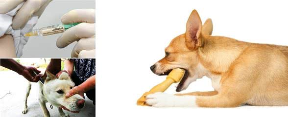 狂犬病致死率接近100%！民间偏方就能够治好它？