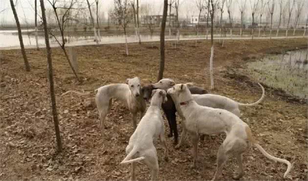 跟随成吉思汗远征欧洲的战犬—蒙古细犬