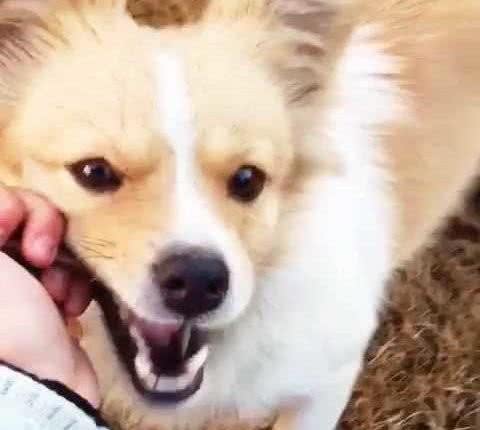 什么情况狗会攻击人