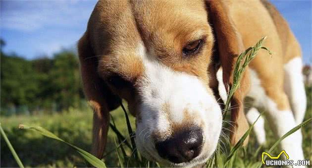 狗狗挑食怎么办？找到原因才能对症下药