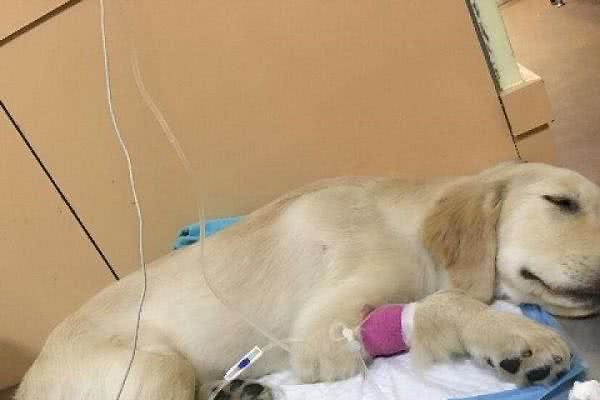狗狗的细小病毒应当怎样预防如何治疗来了解一下
