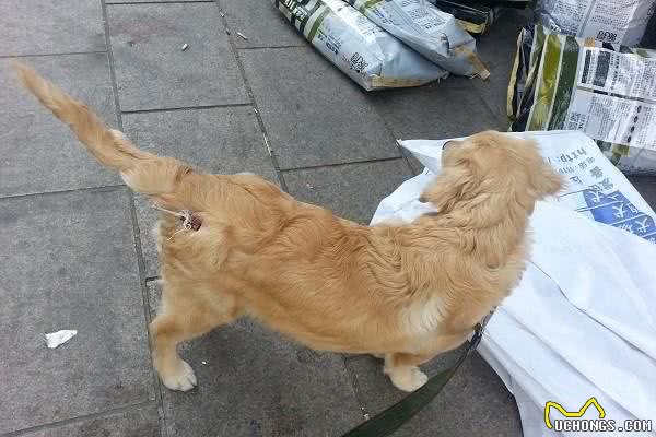 狗狗的细小病毒应当怎样预防如何治疗来了解一下