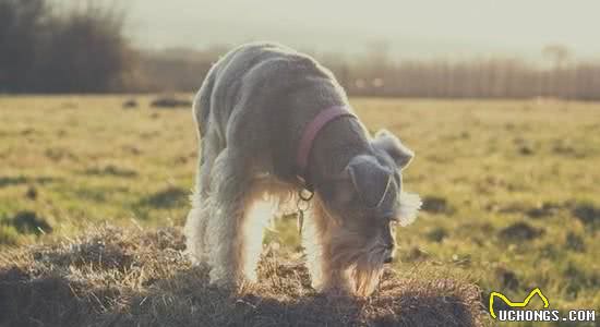 不知道养什么狗狗？雪纳瑞犬你能够了解一下